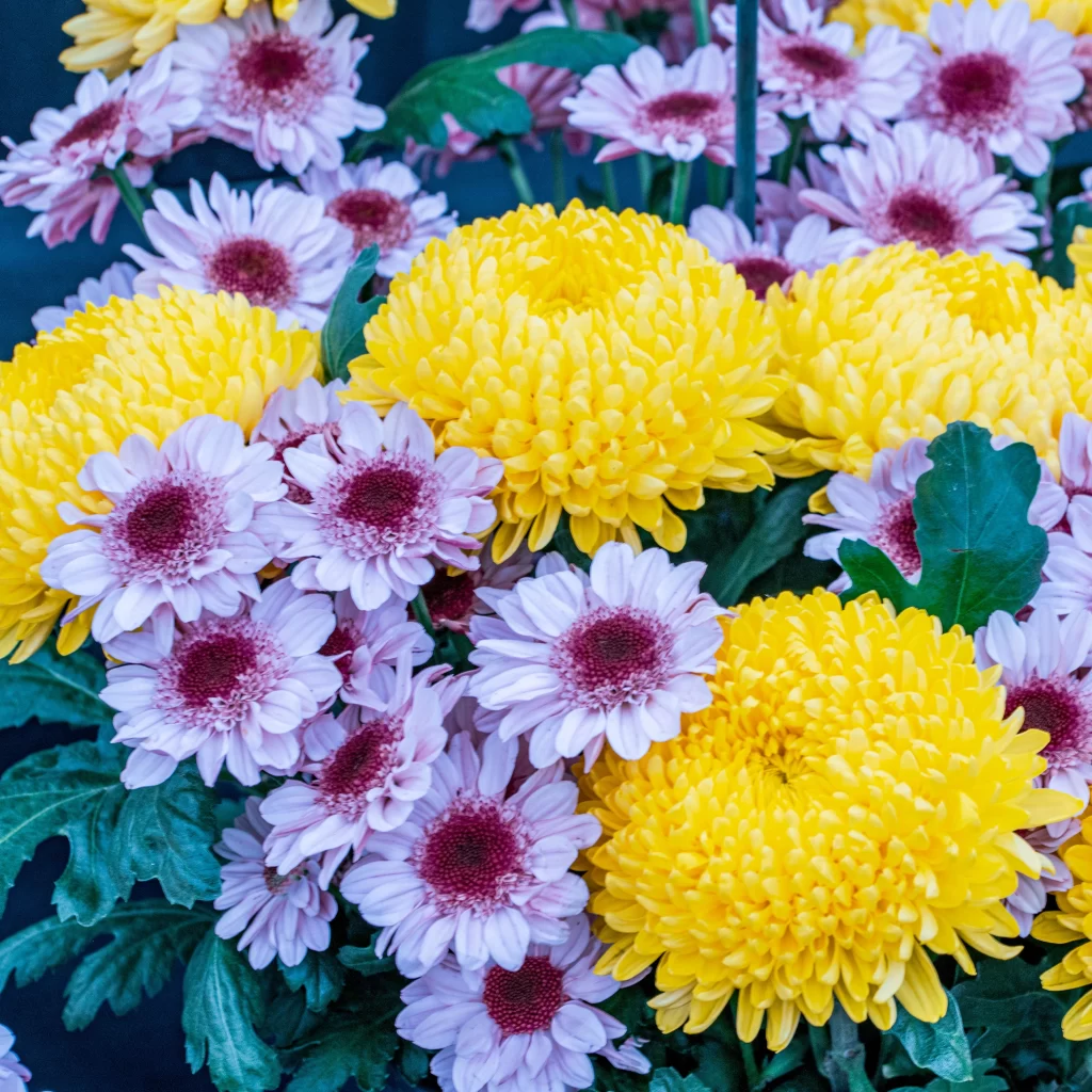 Chrysanthemums on display at the Sapporo Chrysanthemum Festival during autumn in Japan