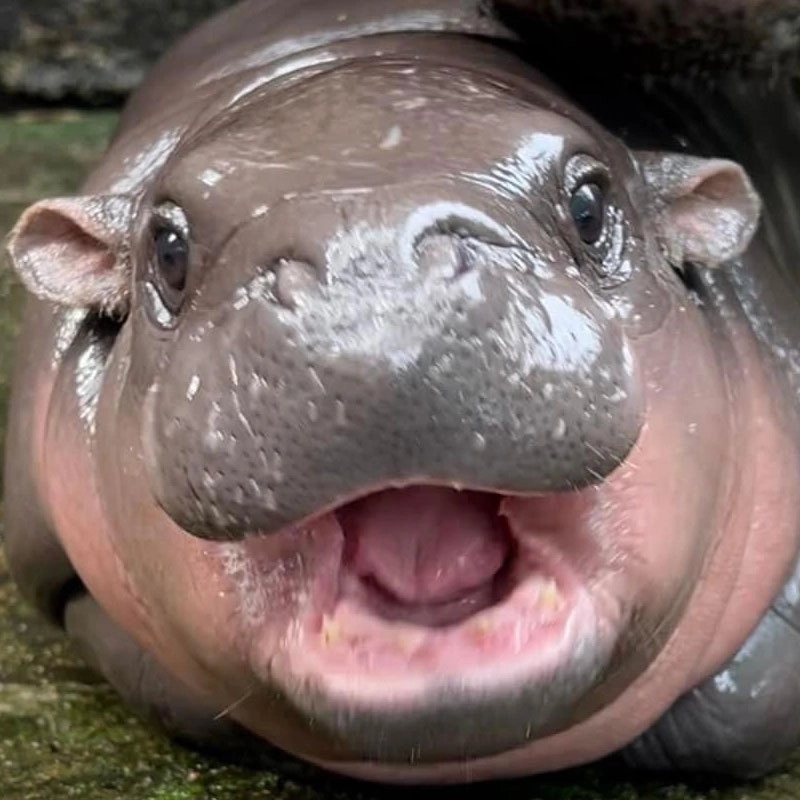 A front-facing shot of Moo Deng, the pygmy hippo, with her mouth wide open, displaying her playful and curious demeanor at Khao Kheow Open Zoo