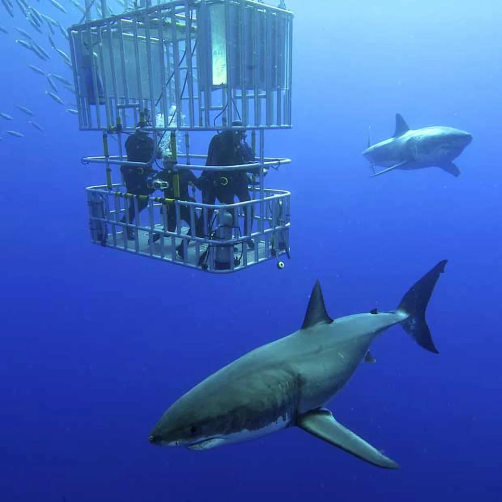 Two divers inside a steel cage underwater, observing two Great White Sharks swimming nearby in clear blue waters.