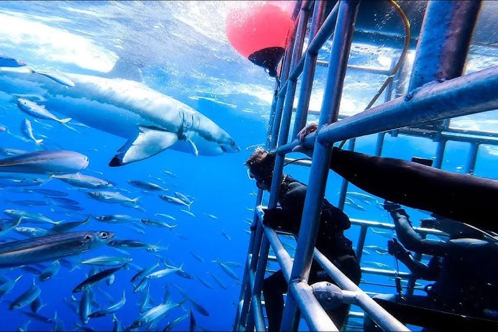 Diver inside a steel cage underwater surrounded by fish, observing a Great White Shark swimming nearby.