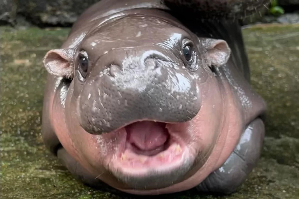 A close-up of Moo Deng, the adorable pygmy hippo at Khao Kheow Open Zoo, showing her cute open mouth while lying on a mossy surface