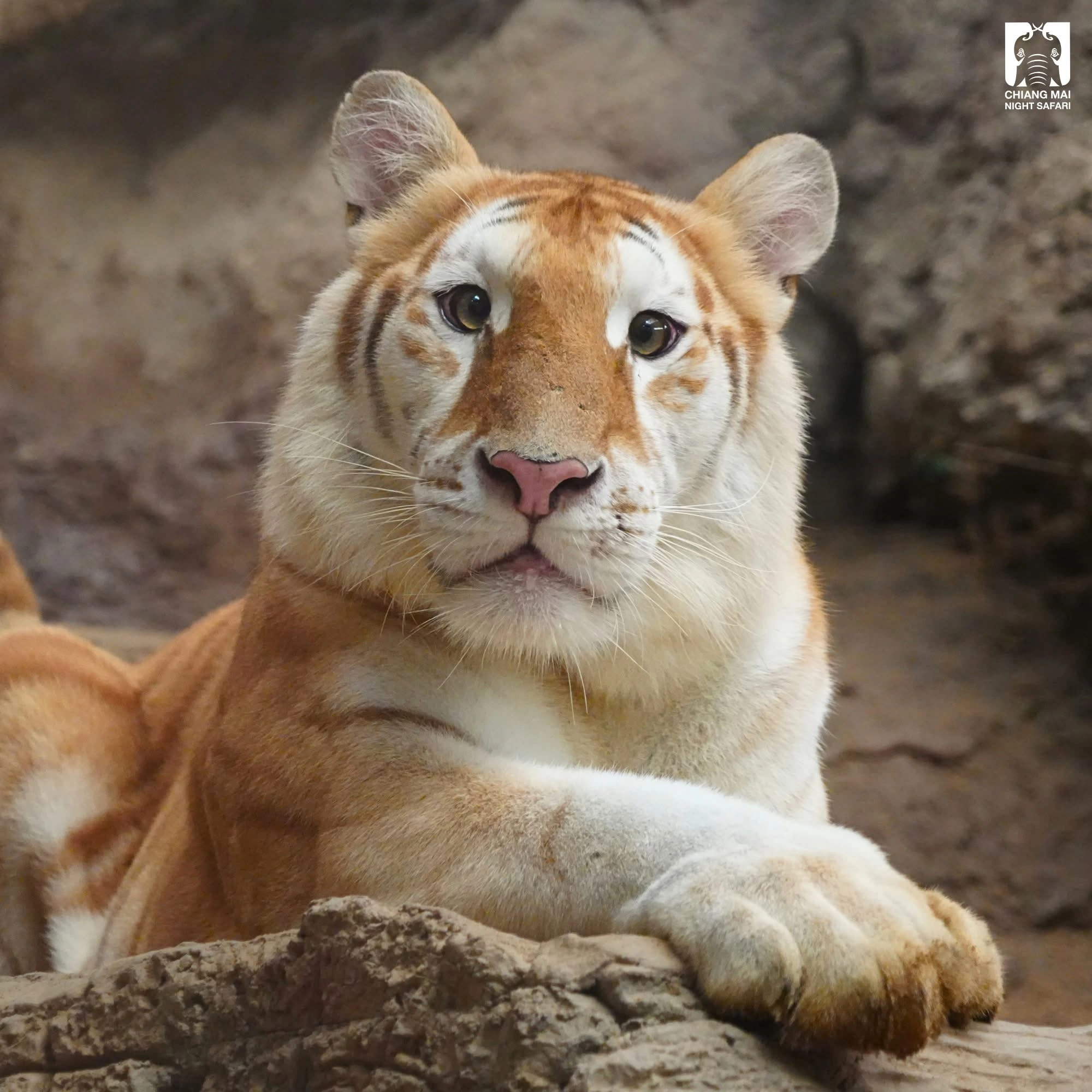 Chiang Mai Night Safari: Home of ‘Ava,’ the Adorable Golden Tabby Tiger!