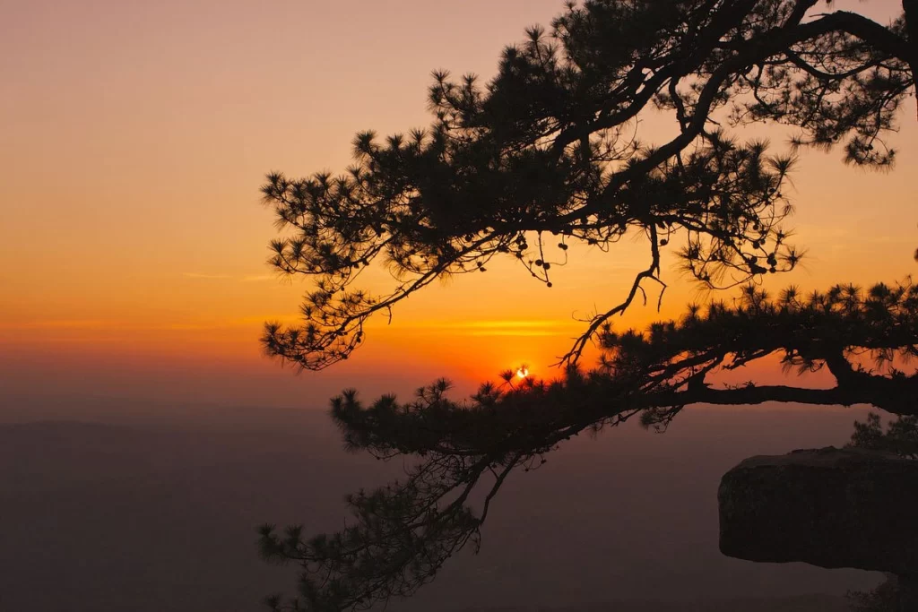 Sunset at Pha Lom Sak Cliff, Phu Kradueng, with a lone pine tree on the edge.